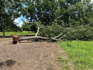A fallen pecan tree