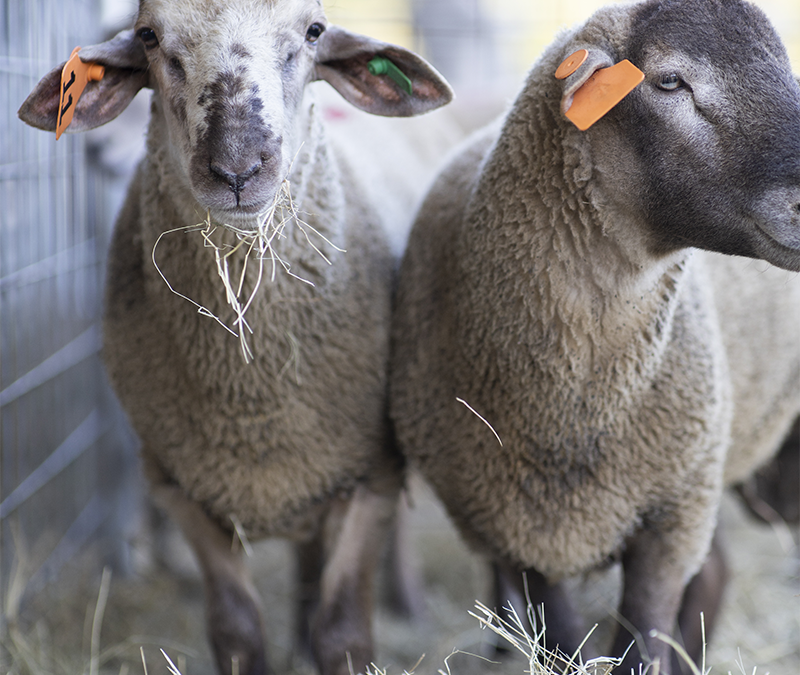 UF/IFAS Small Ruminant Short Course & Ram Test Sale – September 29-30
