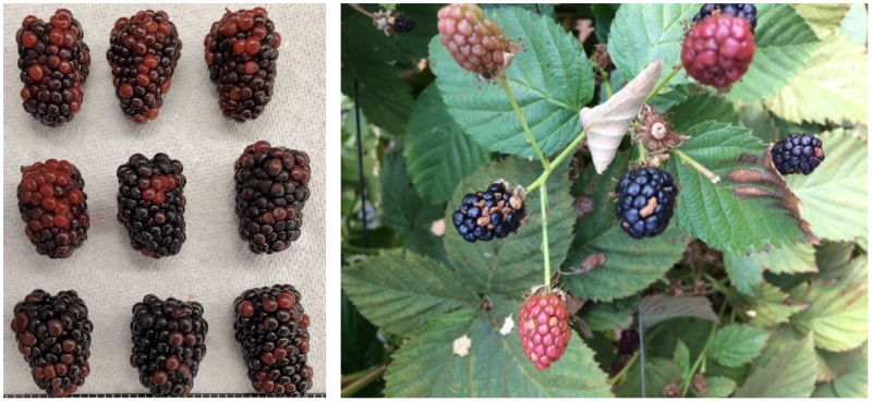  Blackberries Effected by Heat