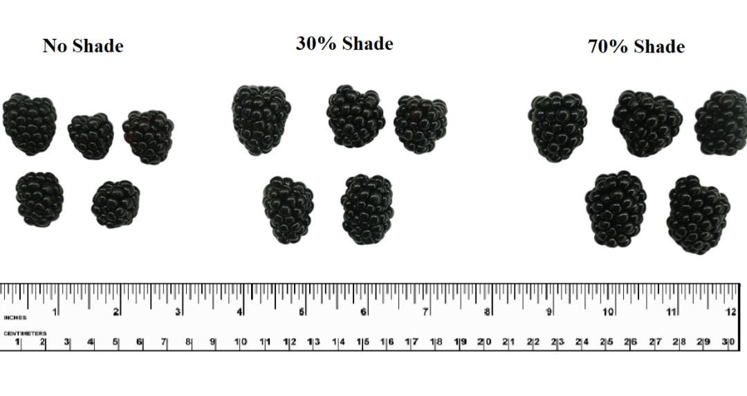Potential Fruit Quality and Shelf-Life Improvement from Shade Structures for Blackberry Production