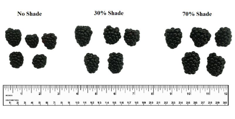 Figure 3 Shade Effect on Blackberry Fruit