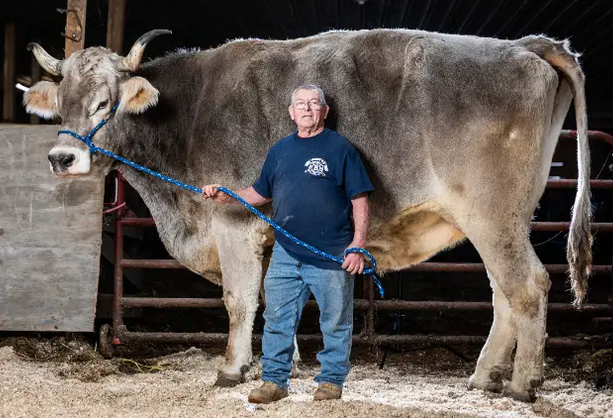 Friday Feature:  World’s Tallest Steer