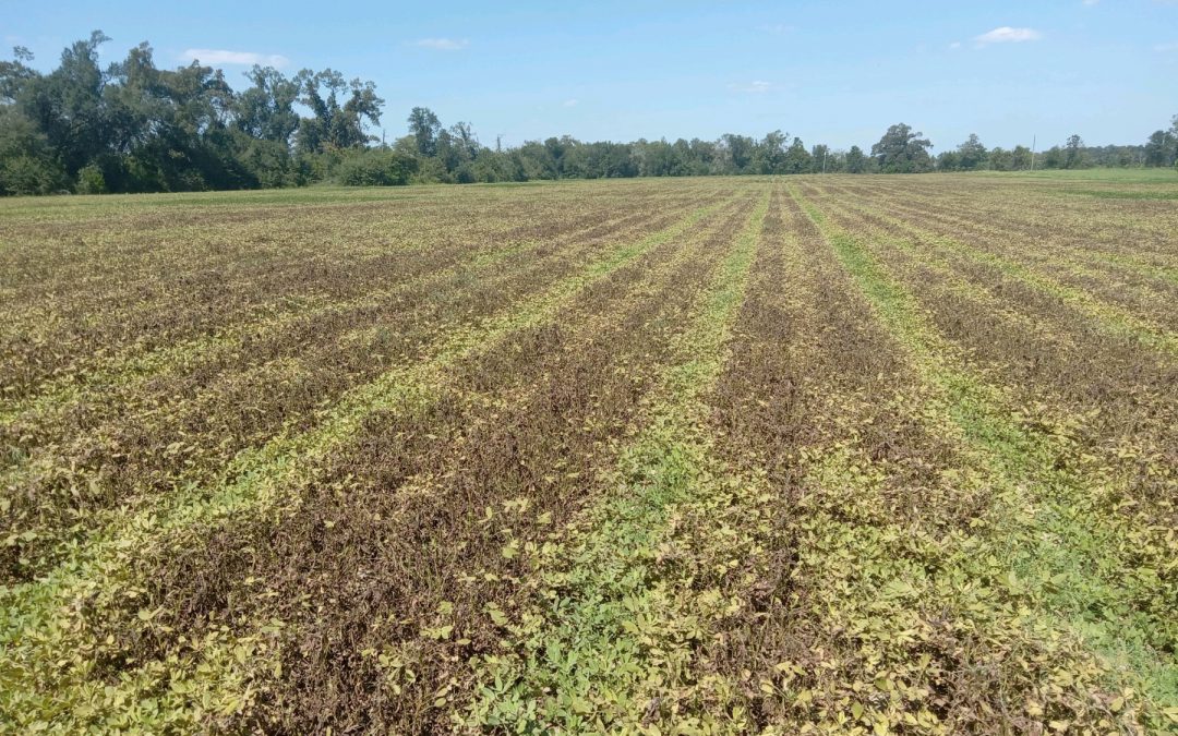 9/22/23 Peanut Maturity Update – The End is Near