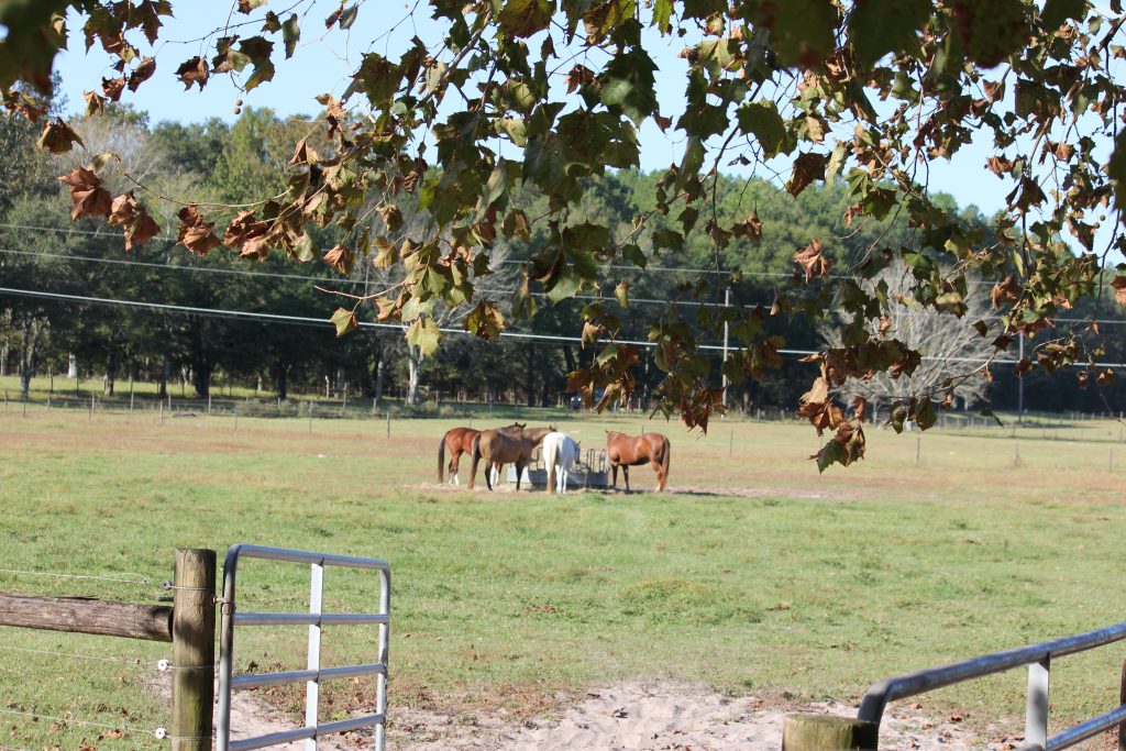 Management Strategies to Prevent Seasonal Impaction Colic in Horses