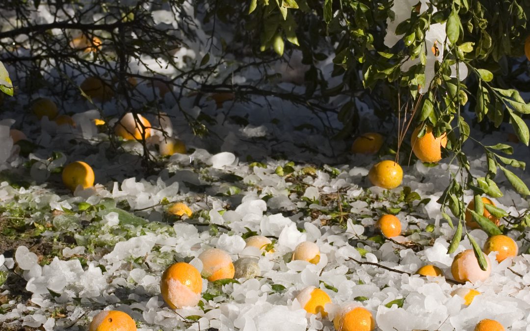 Tools to Aid Freeze & Cold Protection in Florida Citrus