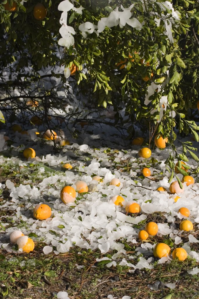 Citrus Freeze Panhandle Agriculture
