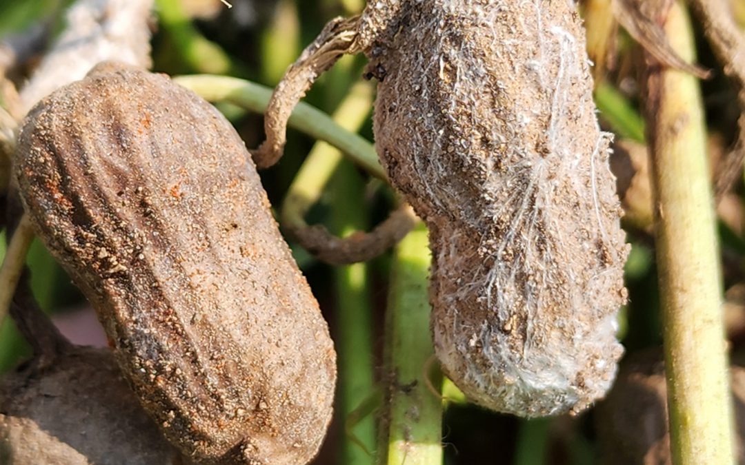 Disease Notes for the End of the 2023 Florida Peanut Season