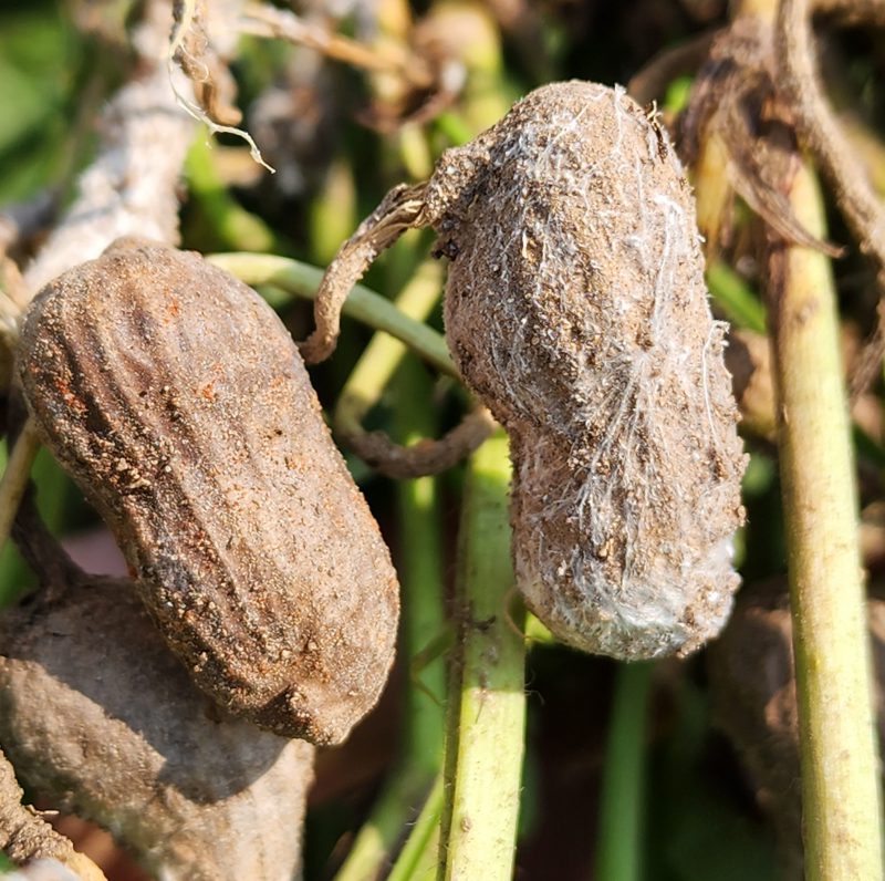 Peanut pots with stem rot