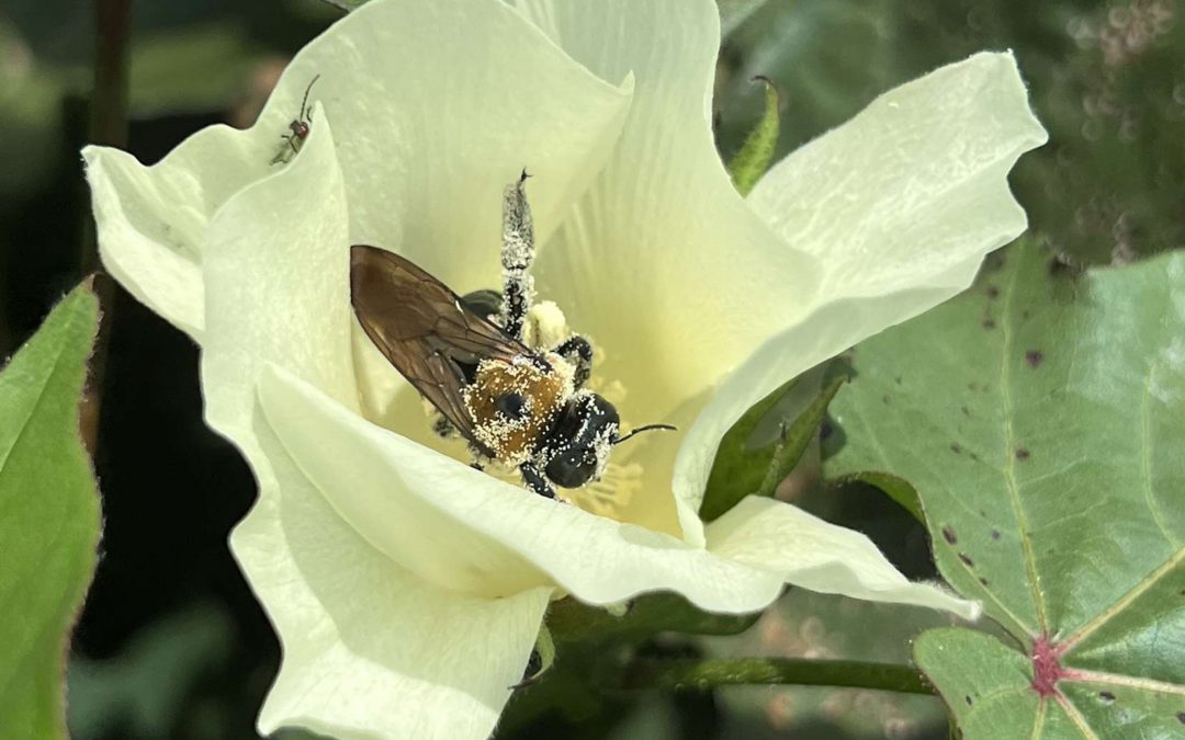 Pollinators in Agronomic Crops