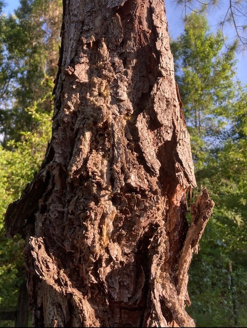 Fusiform Rust-A Major Pine Disease