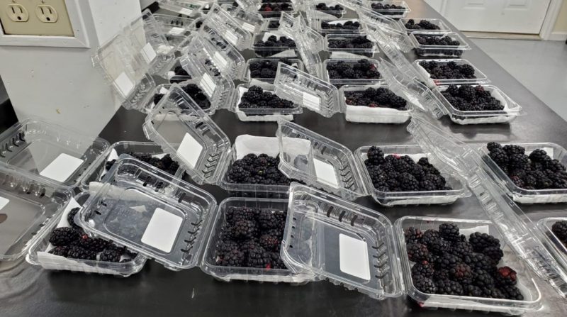 Chitosan treated blackberries