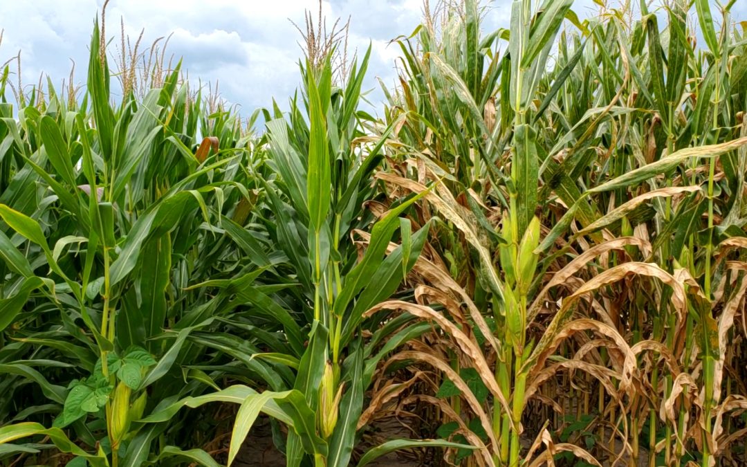 What to Look for When Selecting Hybrid Corn Varieties for Silage?