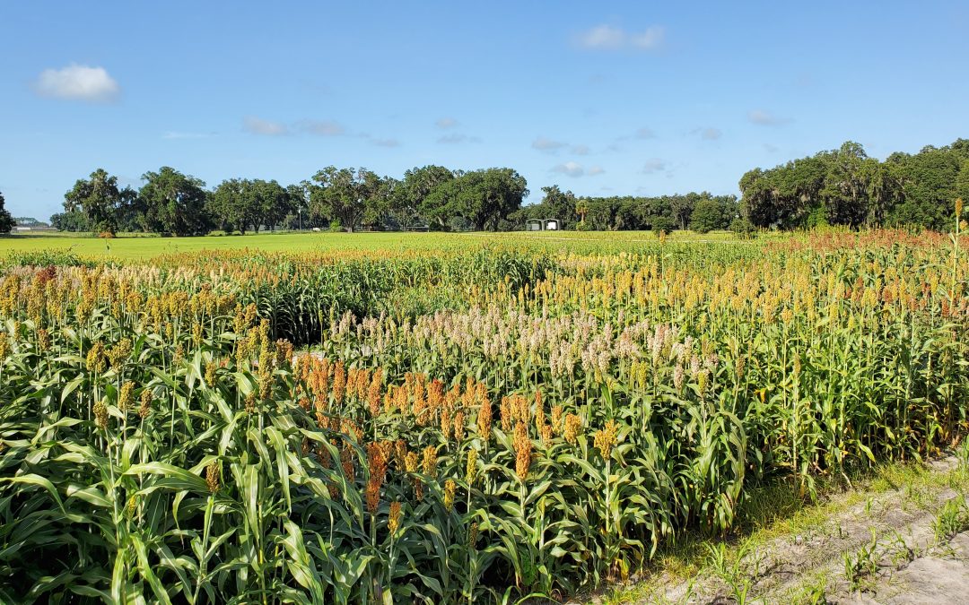 Results from the 2023 UF/IFAS Silage Corn, Sorghum, and Millet Variety Trials