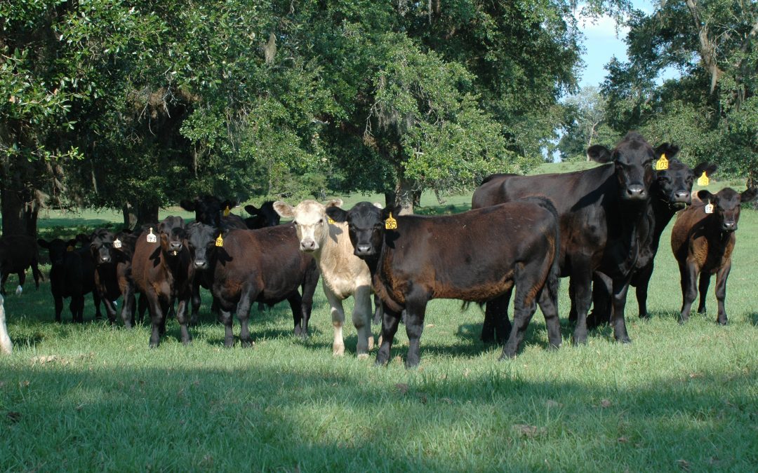Boosting the Profitability of Your Cow Herd through Efficient Reproduction