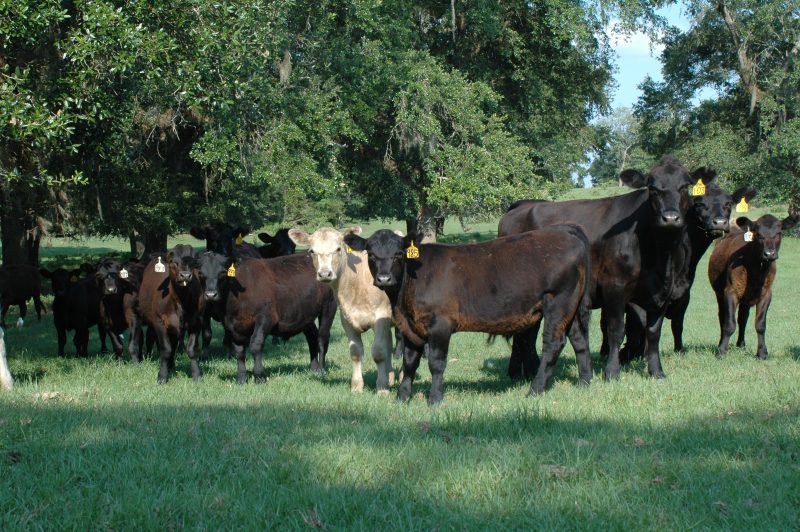 cows and large calves in a pasture