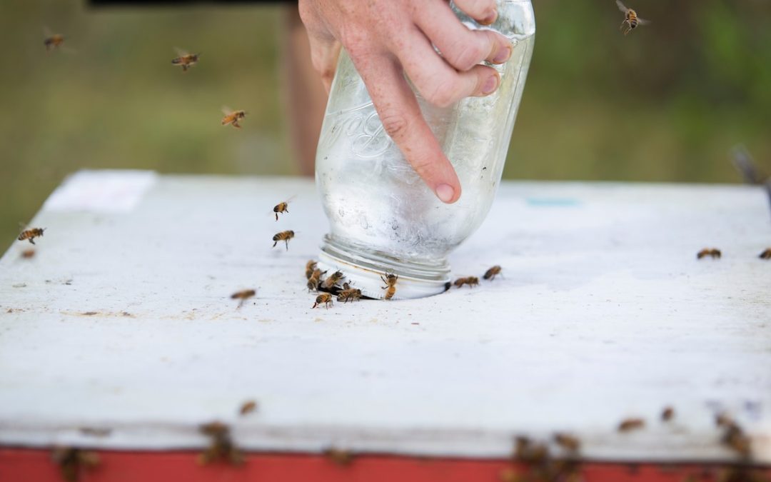 New Honey Bee Nutrition Guide Available Free to Download