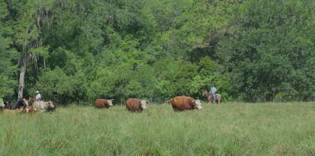 Friday Feature:  Rocking K Cattle Company – Ranchers and Environmental Stewards of a Nature Preserve