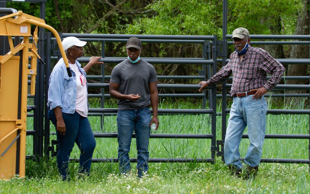 The Granberry Farm: Sustainably Managing a Cattle Ranch in the Chipola River Basin