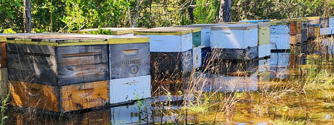 Winter Storm Damage to Your Honeybee Operation? Federal Disaster Assistance Program Could Help