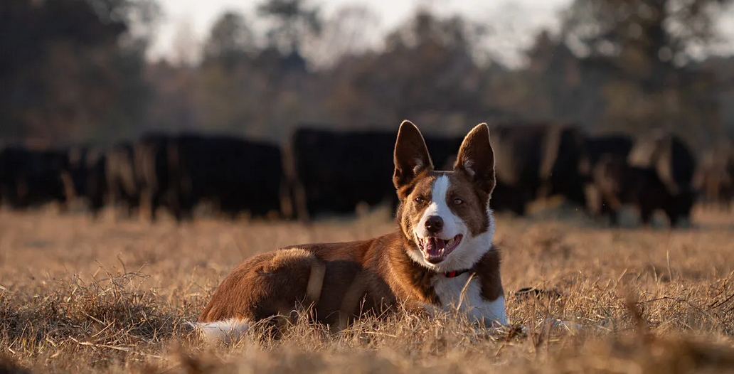 Friday Feature: 2024 Farm Dog of the Year