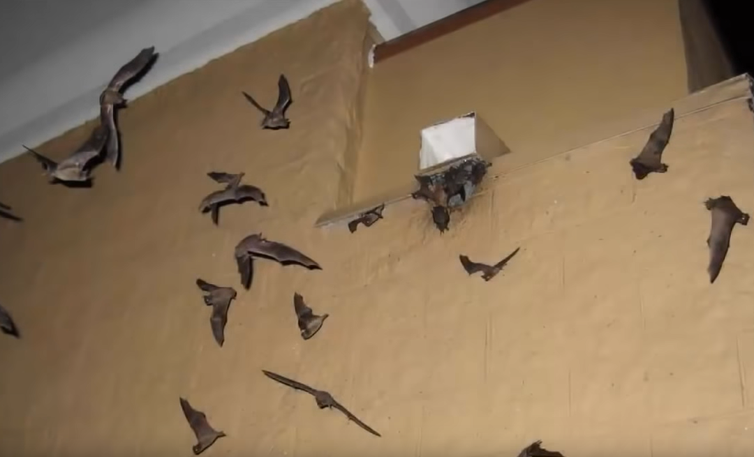 Friday Feature:  How to Get Bats Out of a Building