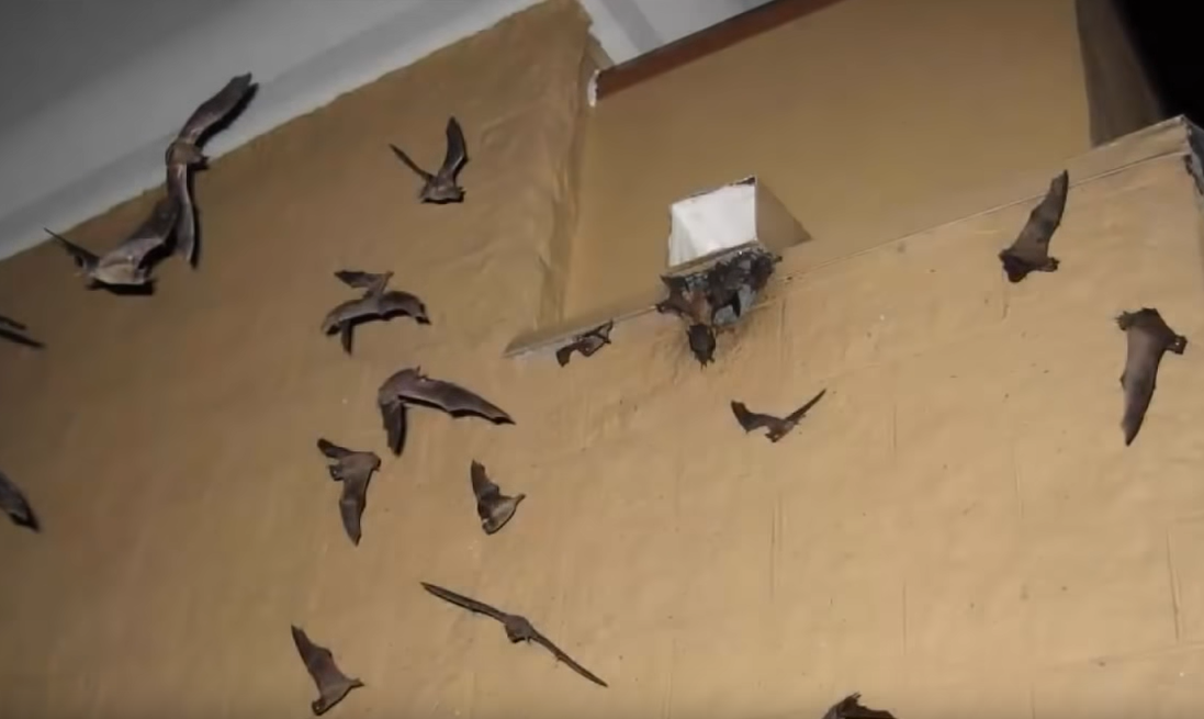 Friday Feature How to Get Bats Out of a Building Panhandle Agriculture