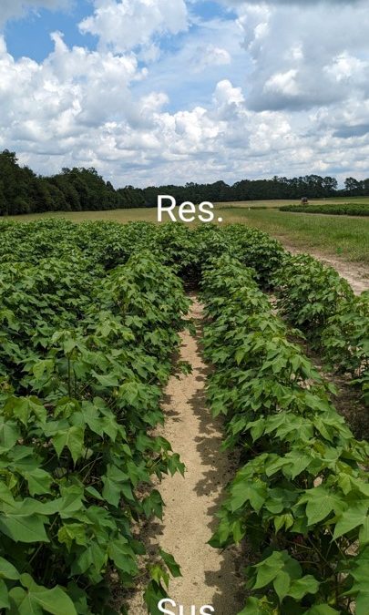 Resistant Cotton Cultivars and Nematicides Can Help Manage Reniform Nematode