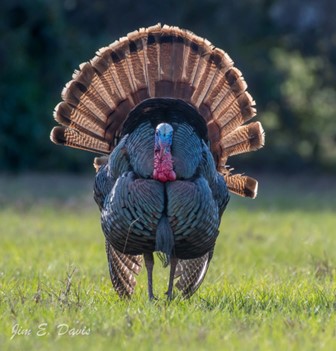 Status Update on Wild Turkeys in the Panhandle