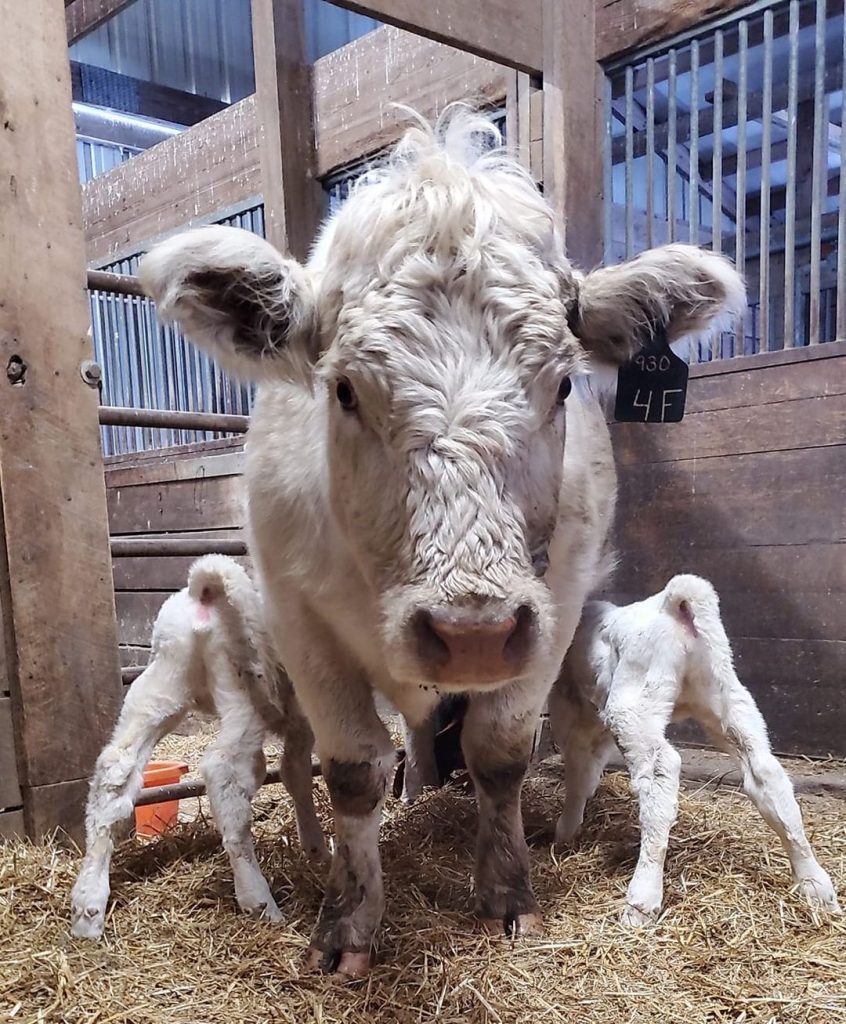 Freemartin: A Heifer Calf Born as a Twin to a Bull Calf | Panhandle ...