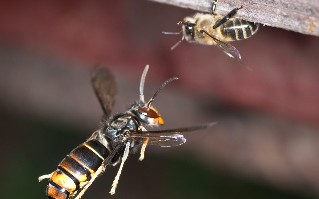Pest Alert: Invasive ‘Yellow-Legged Hornet’ Poses Threat to Honey Bees