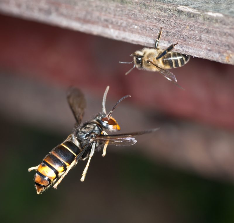 Florida beekeepers are on high alert as the invasive Vespa velutina hornet poses a threat to honey bees, prompting vigilant monitoring to safeguard against potential impacts. Photo by Danel Solabarrieta, licensed under CC BY-SA 2.0.