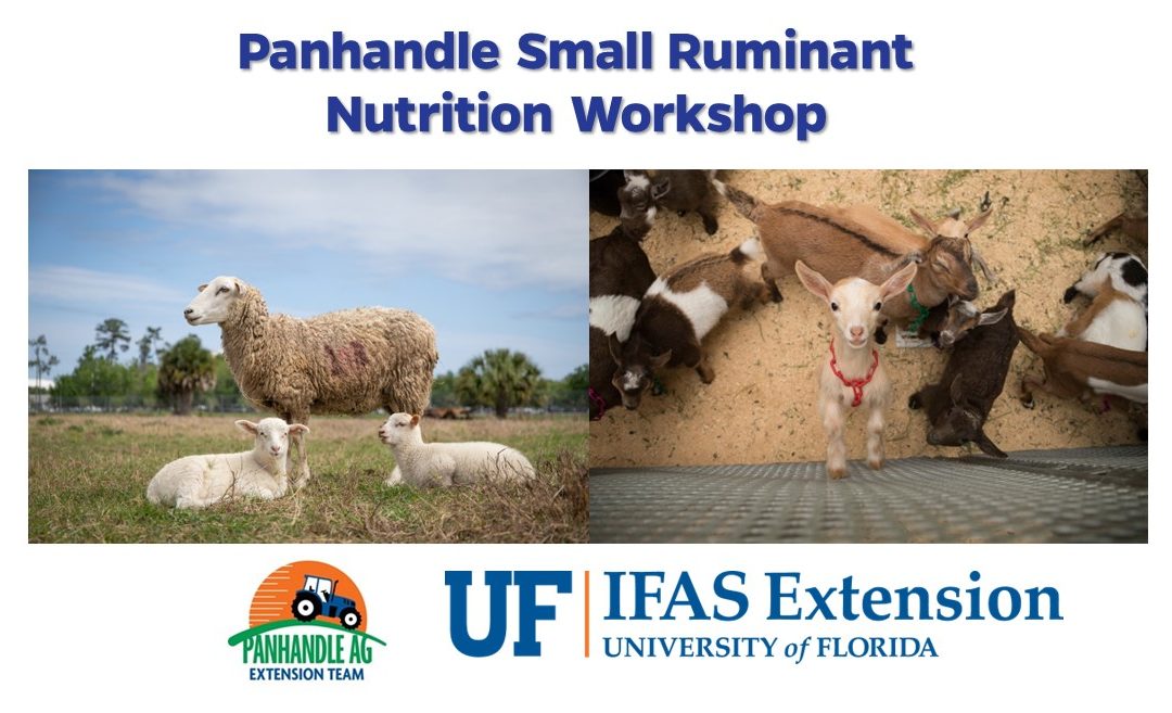 Panhandle Small Ruminant Nutrition Workshop – March 12