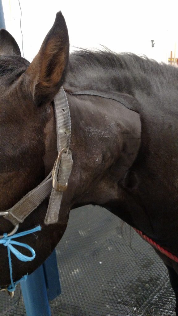 Don’t Let Your Horse Get Stricken by Strangles Panhandle Agriculture