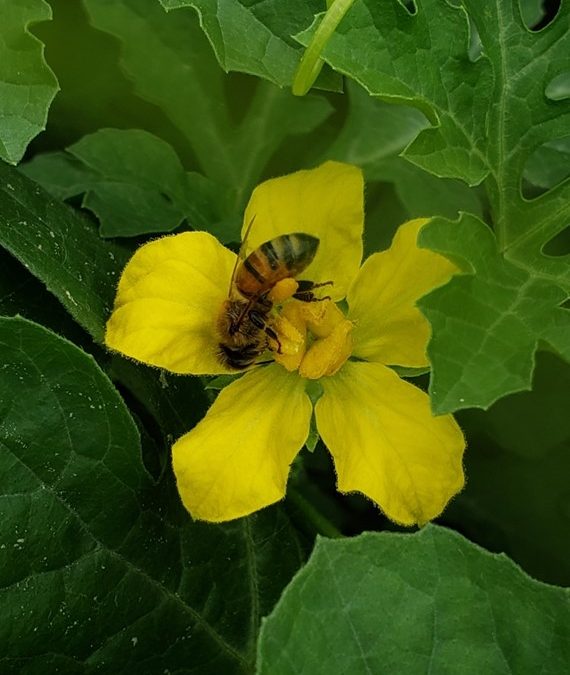 The Importance of Pollination for Seedless Watermelons and How to Enhance it