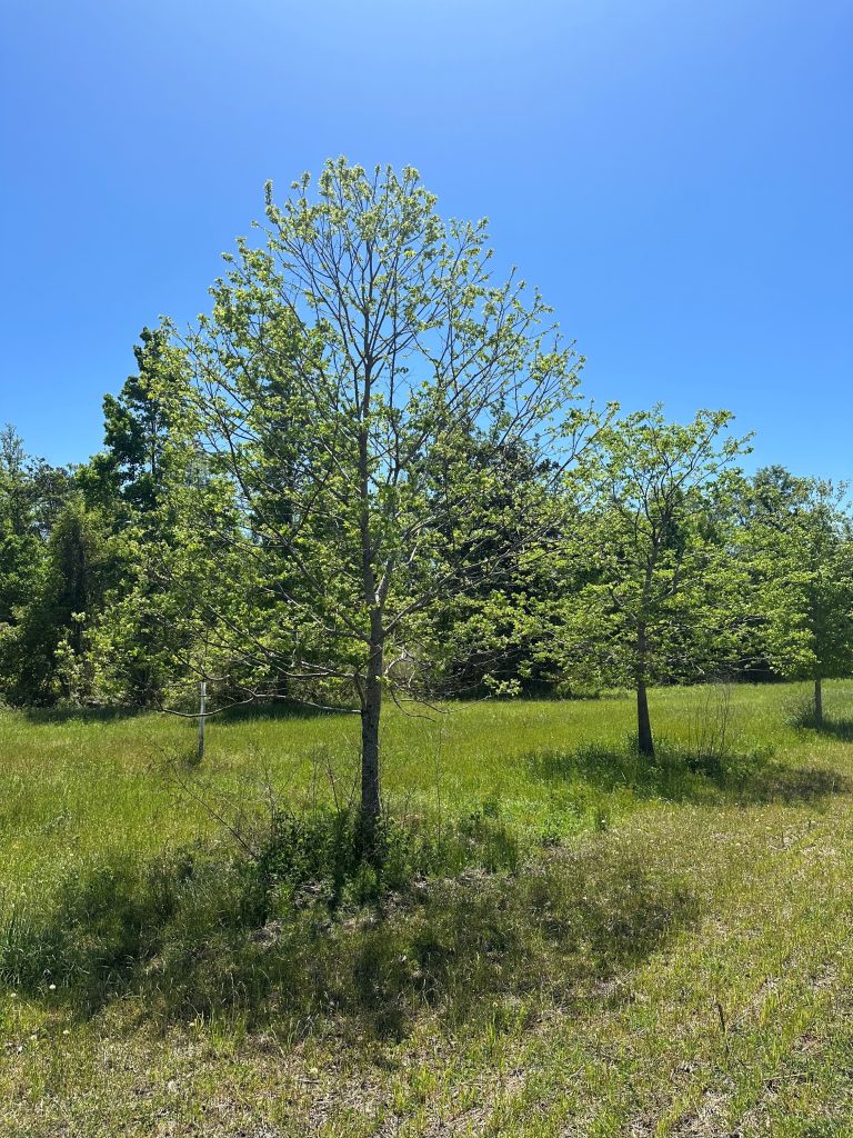 Adding Soft Mast Trees to Your Wildlife Food Plots | Panhandle Agriculture