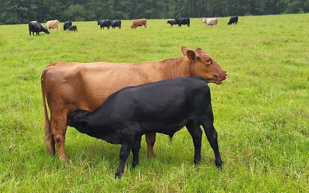 Improve Your Pasture Management this Spring