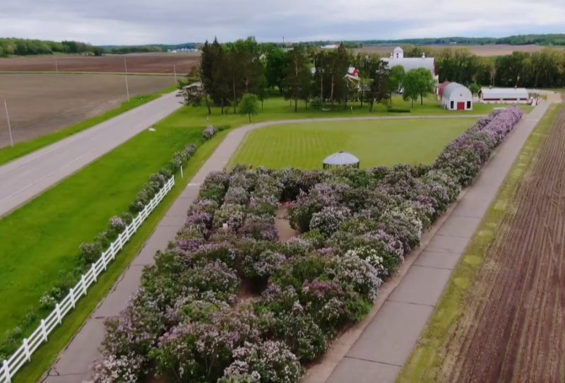 Friday Feature:  Farmer’s Lilac Labyrinth Brings Community to the Farm to Celebrate Memorial Day