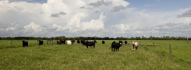 cattle herd on paddock of rotational grazing
