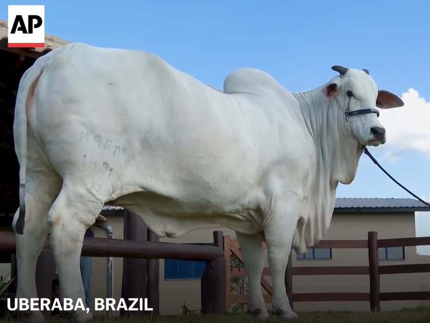 Friday Feature:  $4 Million Brazilian Nelore Cow Sets Record as World’s Most Expensive Cow