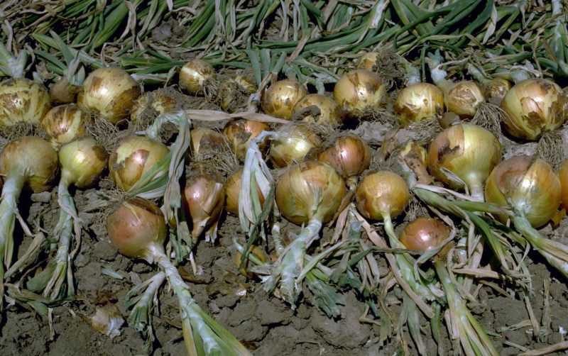 Long-day onions thrive in regions with extended daylight hours during the spring and summer growing seasons. Photo by Howard F. Schwartz, Colorado State University, Bugwood.org.