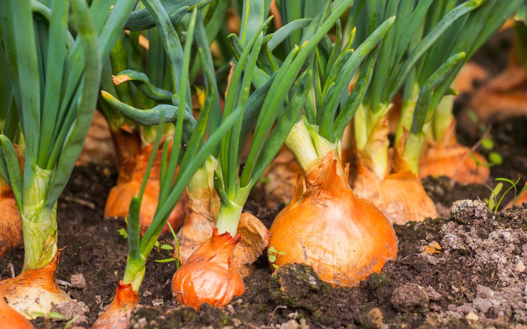 Understanding Short-Day vs. Long-Day Onions