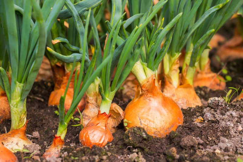 When growing onions, it's crucial to choose a variety that matches the day length of your region. Photo by Inga, Adobe Stock.