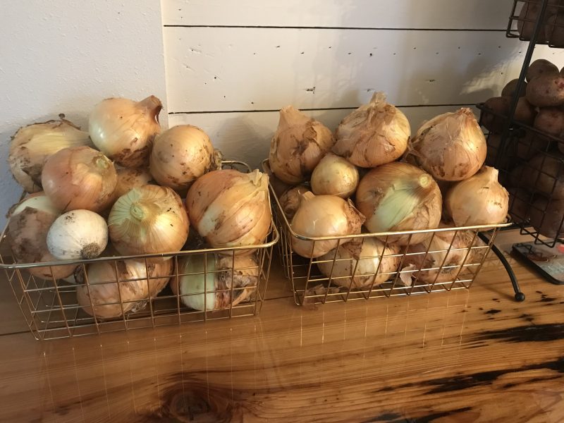 Texas Super Sweet onions are a short-day variety known for their mild, sweet flavor, well-suited for the south. Photo by Daniel Leonard.