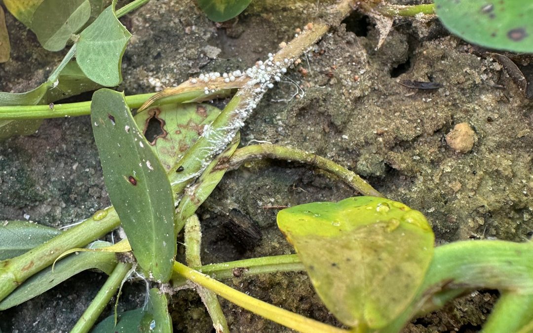 Be on the Lookout for White Mold in Peanuts