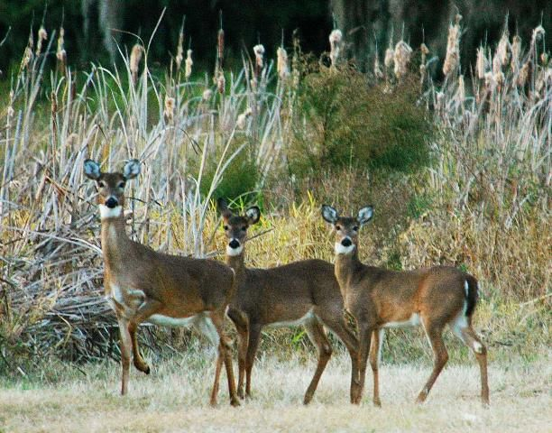 Crop Damage from Deer in the Panhandle