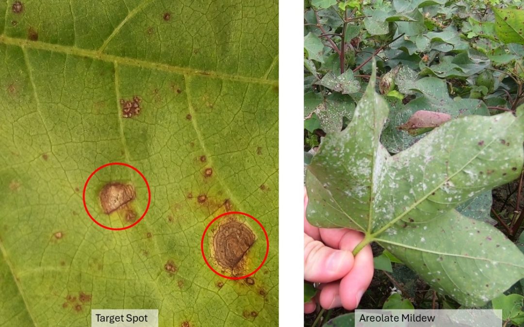 Cotton Foliar Diseases Are Here: To Spray or Not To Spray?