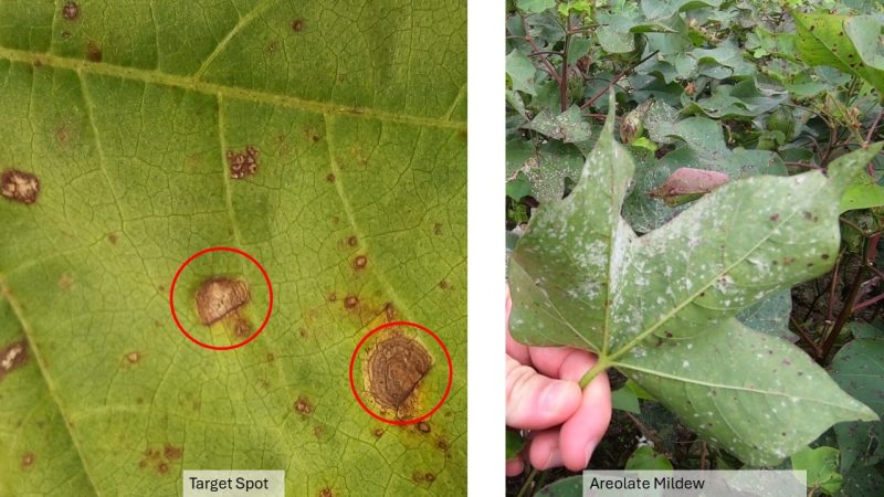  Target spot and areolate mildew symptoms in cotton