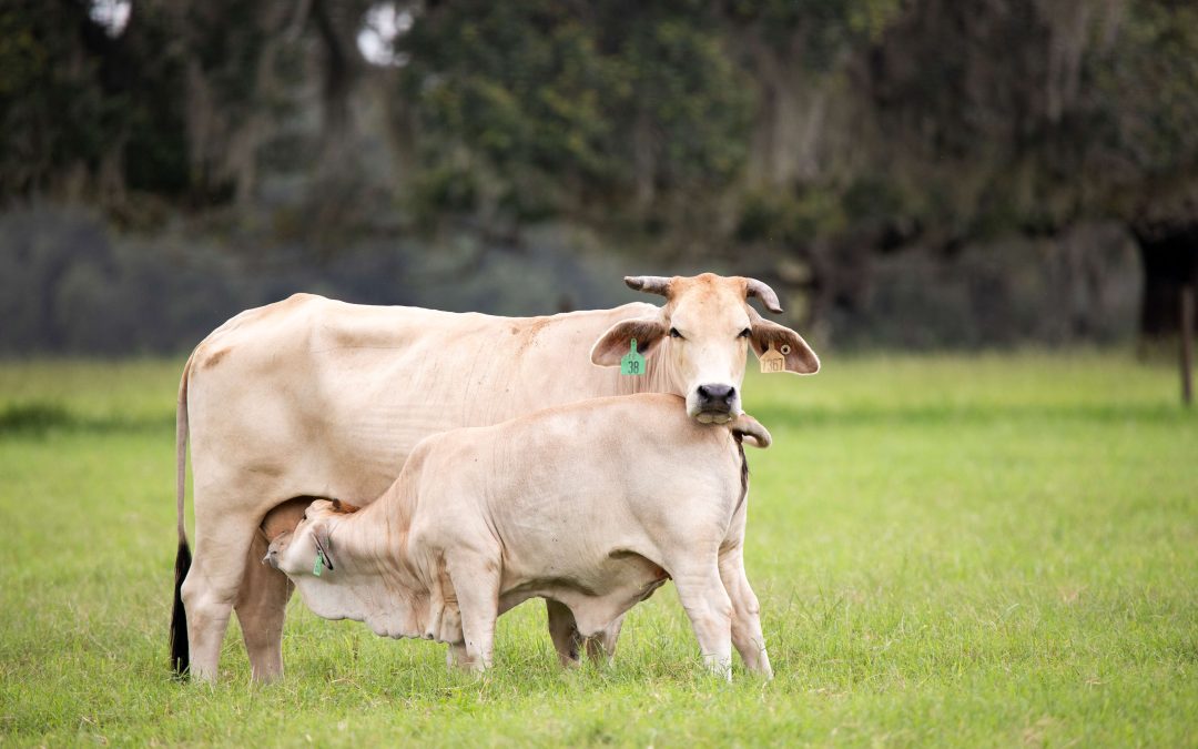 Nutritional Demands of Beef Females Through Various Production Stages