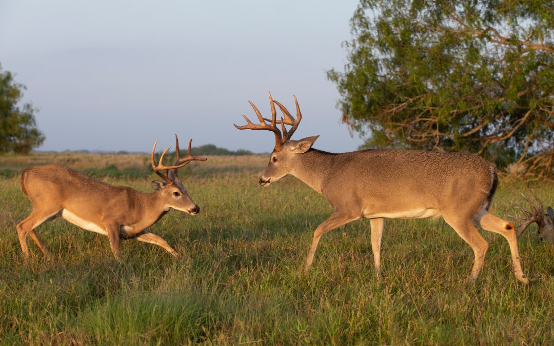 Hunting Leases on Rural Land