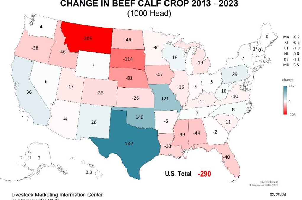 August Florida Cattle Market Update – Calf Prices & Supplies